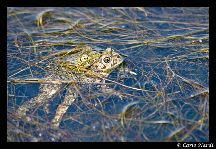 Identificazione rane - Bufotes balearicus